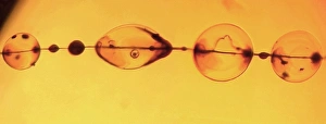 Drucke von Fossilisierte Spinennetzwerk aus Seide von einem Spinnenschnittrück im Bernstein, der zur Frühkretazischen Periode (ca) Bilder Datiert 2003 Oktober: Fossilierte Spinnenraumweb