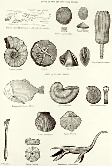 Historical Science Illustrations Drucke: Fossils