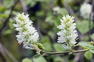 Woodland Plants Drucke: Fothergilla major