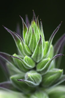 Foxgloves In Bloom Drucke: Foxglove buds