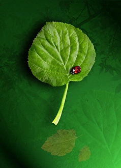 Nature Conservation Images Drucke: Fragile environments, conceptual image