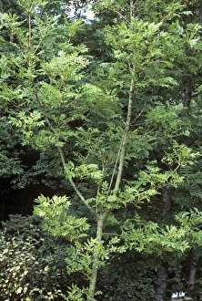 Ash Tree Species Drucke: Fraxinus excelsior Jaspidea
