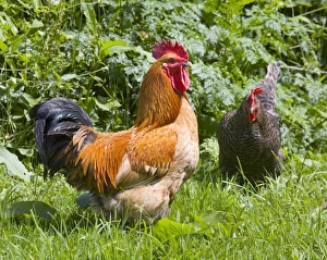 Cockerel Images Drucke: Free-range chickens