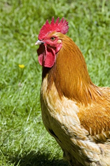 Gallus Domesticus Images Drucke: Free-range cockerel