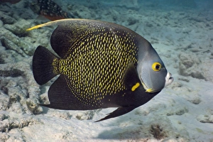 Drucke von Französischer Engel-Fisch (Pomacanthus paru). Dieser Fisch bewohnt flache Gewässer um Korallenriffen im Karibischen Meer Bilder Datiert 2006 Mai: Französische Engelfisch