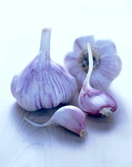 Allium Sativum Drucke: Fresh garlic