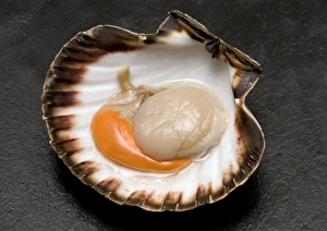 Seafood Preparation Drucke: Fresh scallop