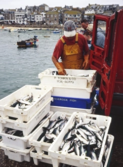 Fisherman With Catch Drucke: Freshly caught mackerel