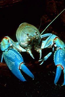Eastern Australia Wildlife Drucke: Freshwater crayfish