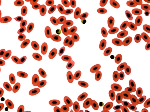 Drucke von Froschblut, Lichtmikroskop. Im Gegensatz zu den sogenannten Mammalerythrozyten (roten Blutzellen) halten sich die reifen Froscher erythrozyten ihre Kerns (schwarze Punkte) Bilder Datiert 2010 August: Fröschenblut, Lichtmikroskopbild