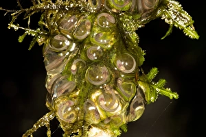Tadpole Development Drucke: Frog eggs