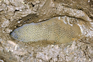 Tadpole Development Drucke: Frog eggs in a footprint