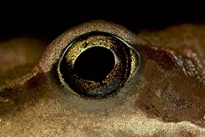Bilder Datiert 28. März 2013: Auge des Frosches
