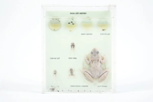Amphibian Development Drucke: Frog life cycle