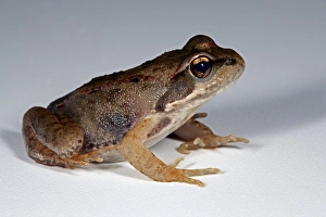 Frog Species Drucke: Frog