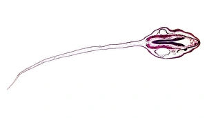 Light Microscopy Images Drucke: Frog tadpole, light micrograph