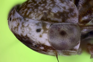 Compound Eyes Insect Drucke: Froghopper head