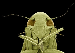 Insect Mouthparts SEM Drucke: Froghopper, SEM