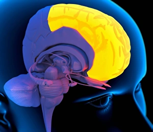 Conscious Thought Process Drucke: Frontal lobe in the brain, artwork