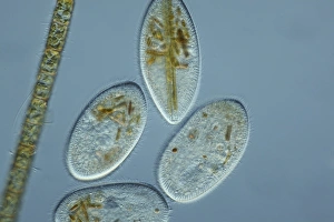 Bilder vom 6. September 2011: Protozoen von Frontonia, Lichtmikroskopbild