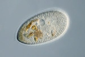 Eukaryotic Cell Structure Drucke: Frontonia protozoan, light micrograph