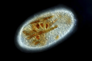 Vorderon Protozoan, Lichtmikroskopbild