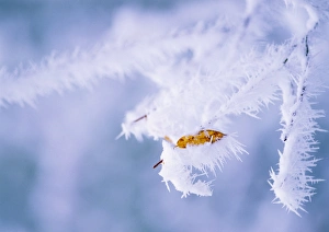 Winter Tree Photography Drucke: Frost-covered branch