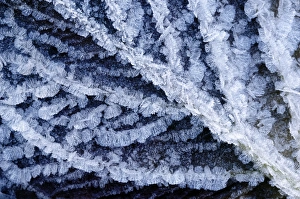 Bilder Datiert 9. Juni 2008: Eisgekühlter Blatt
