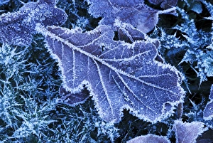Bilder Datiert 15. April 2011: Eisgekühlter Eichenblatt