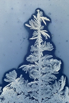 Frost Flowers Drucke: Frost flowers on window