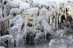 Frosty Landscape Photography Drucke: Frozen foliage