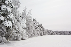 Cairngorms National Park Landscape Drucke: Frozen trees and lake