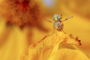 Poland Wildlife Images Drucke: Fruit flies mating