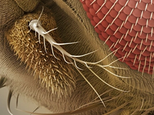 Compound Eye Structure Drucke: Fruit fly antenna, SEM