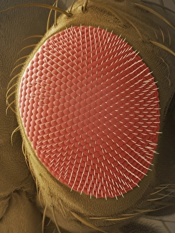 Compound Eye SEM Drucke: Fruit fly compound eye, SEM
