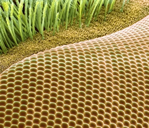 Compound Eye SEM Drucke: Fruit fly eye, SEM