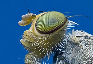Compound Eyes Drucke: Fruit fly head C018 / 2472
