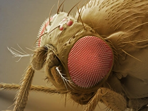 Fruit Fly SEM Drucke: Fruit fly head, SEM