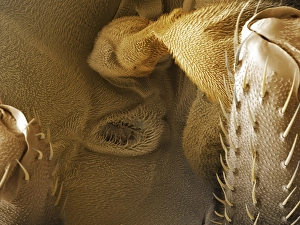 Drucke von Die Spiralklappe (Drosophila melanogaster) - Farbige Rastertunnelmikrografie der Spiralklappe (Luftloch) Bilder Datiert 2008 Oktober: Fruchtfliegenspiralkammer, SEM