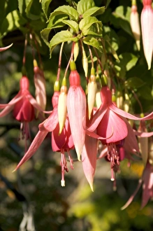 Exotic Flowers Drucke: Fuchsia Cascade