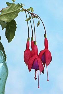 Exotic Flower Species Drucke: Fuchsia Dark Eyes