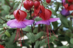 Exotic Flower Species Drucke: Fuchsia flowers