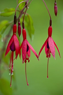 Summer Flowers In England Drucke: Fuchsia magellanica