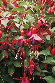 Summer Flowering Plants UK Drucke: Fuchsia Mrs Popple