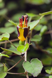 Exotic Flowers Drucke: Fuchsia procumbens C014 / 1365