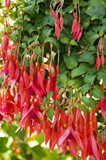 Fuchsia Red Spider