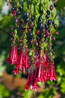 Botanical Garden Photoshoots Drucke: Fuchsia sp