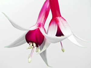 Exotic Flowers Drucke: Fuchsia sp C017 / 3626