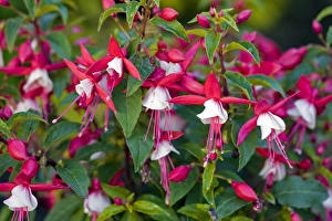 Tropical Flowers Drucke: Fuchsia sp C017 / 7486
