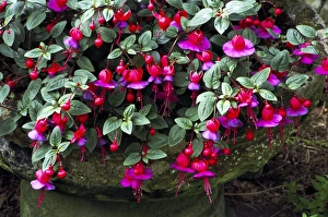 Garden Flowers UK Drucke: Fuchsia Swanley Gem